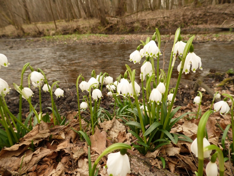 Le campan...elle di Primavera .